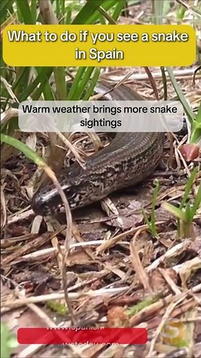 What to do if you see a snake in Spain: safety advice