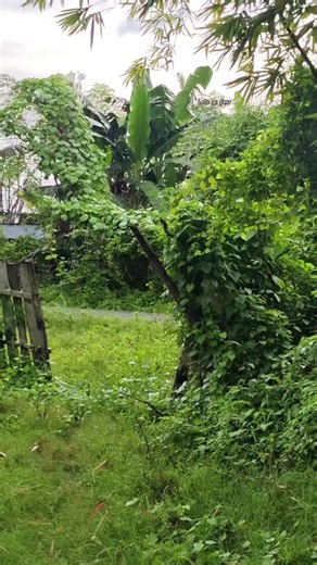 Understanding Horse Breeding: Stallion Selection and Care