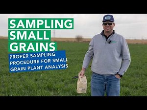 Sampling Small Grains for Plant Analysis