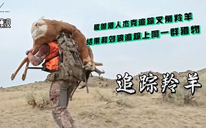 山地硬汉：猎人杰克狩猎叉角羚羊遇上郊狼追捕同一群猎物