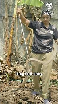 The scientific method of snake rescue 🐍