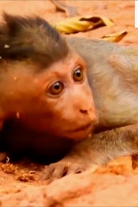26K views · 538 reactions | Baby Monkey Crying Running Around The Tree To Hide From Mother Monkey | Monkey BC | Facebook