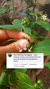 Poderosa planta"Yerba mora" #solanumnigrum Se le conoce popularmente como hierba mora y hace parte de múltiples recetas de la gastronomía de diferentes culturas incluida la mexicana, se incluyen en sopas, ensaladas, salsas guisos y tortillas Si vas a consumir esta planta asegúrate de identificarla correctamente y que sus frutas estén completamente maduras. Solanum nigrum / Solanum americanum figuran como especies distintas. Las diferencias observadas son una corola y fruto más pequeños, y pétalo