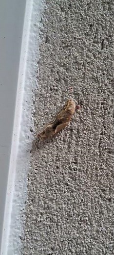 Veja o casulo de borboleta – a transformação da natureza!