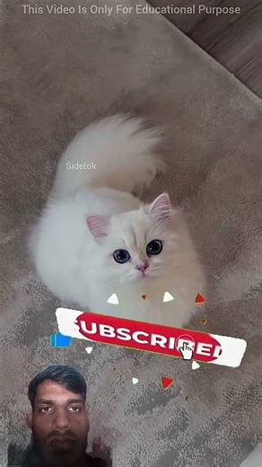 dog prank #shortsreels #5minuteeverything