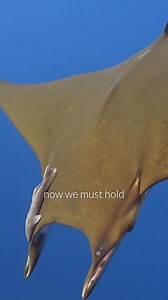 📣 We did it! All ten species of manta and devil rays are now protected under CITES Appendix I, the highest level of international protection. This historic vote bans all international commercial trade, including gill plates and meat, giving these marine giants a fighting chance. Their populations have been devastated by overfishing and trade – in some areas declining by up to 99%. This uplisting is a critical victory, but the work doesn’t stop here. Next, we must ensure that national laws in co