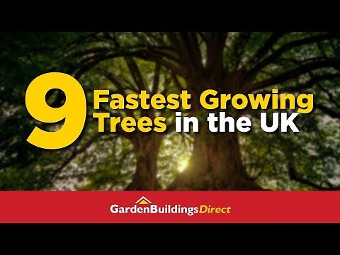 The 9 Fastest-Growing Trees You Can Grow in the UK