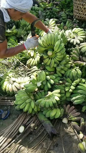 Banana Harvesting Techniques on a Plantation