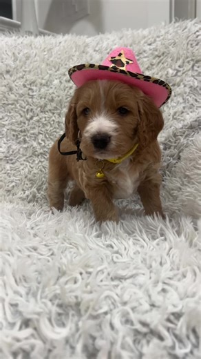 Sweet little girl meets her new family in 3 weeks! #petiteminigoldendoodle #minigoldendoodle #goldendoodle #doodle #doodlelove😘 #doodlelover #puppylove #bestfriend #happy #love
