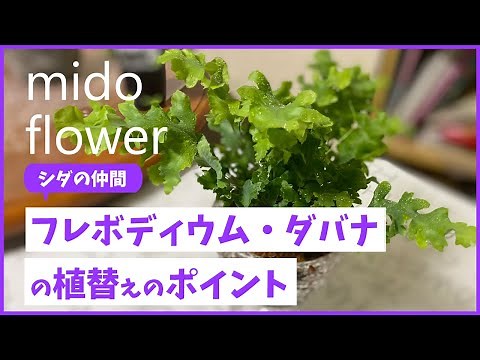 【水の与え方がポイント】フレボディウム・ダバナの植替えのポイント【みどフラワー】【シダ】