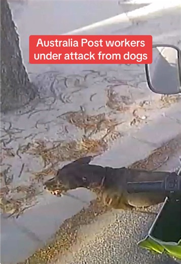 Australia Post warning: keep dogs restrained after rise in postie attacks