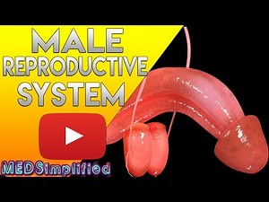 Male Reproductive System Made Simple - Anatomy & Function
