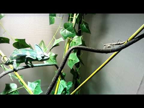 Veiled chameleon eating a praying mantis 2014
