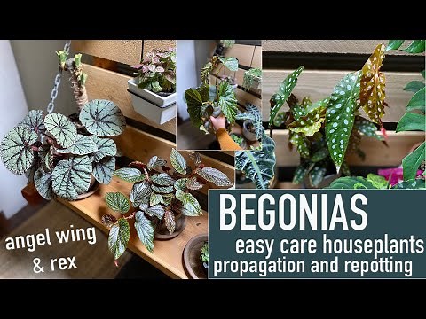 Begonia House Plants | Care, repotting, propagation!