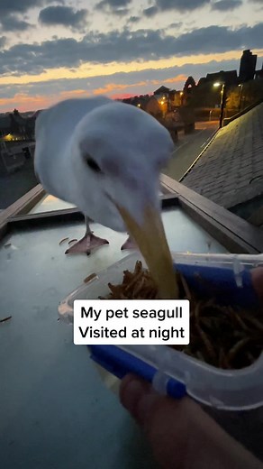 Feeding My Talking Seagull: A Hilarious Encounter