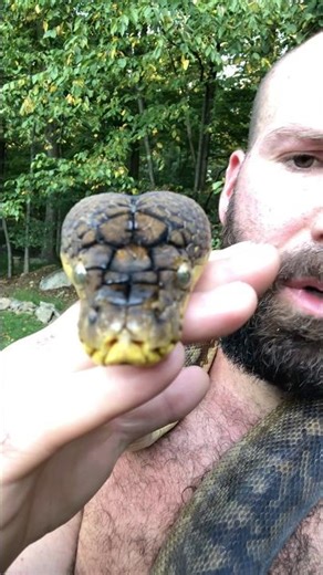 The Timor python 🐍 is the best pet snake #snakevideo