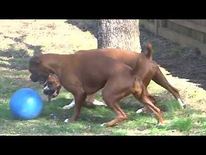 326 Fun with the blue ball boxer dogs Elsie and Gertrude #boxerdog #dogsplaying