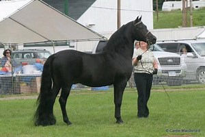 The many sides of Mint Black Jack...from winning show horse, Lippitt Morgan ambassador, teaching the public about Morgans and Stallions, sire of gorgeous off-spring, the face of "Cherry Ledge Farm", my best friend