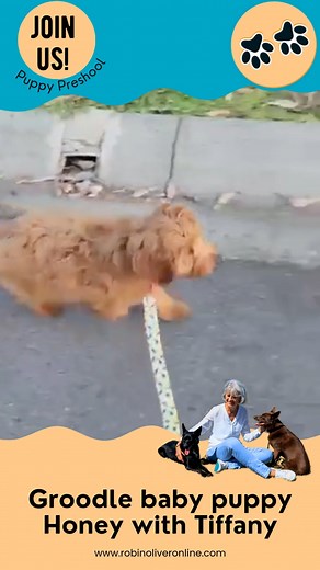 Meet Honey, a gorgeous young baby Groodle puppy walking beautifully beside Tiffany. ❤ Today she’s walking calmly beside Tiffany like they’ve been doing it for years. Not because she’s “just a good dog”… But because good behaviour is taught, not luck. Your dog can do this too. Your walks can feel peaceful, not stressful. Your pup can learn to listen—even when excited. Ready for your puppy to be this focused? Enroll at www.robinoliveronline.com today! | Robin Oliver Pet Dog Training