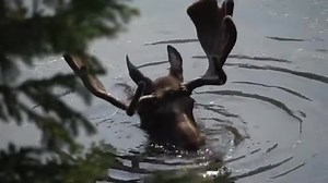 My son took this awesome video at Moose Pond last week! 🧡 | Moose Land