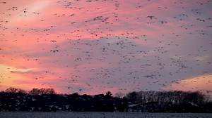 Tonight’s sunset with Snow Geese | Kim Johnson Photography