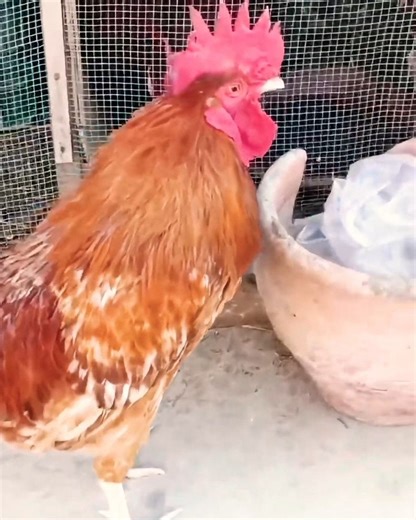 Amazing rooster crowing loudly in the farm village 🐓 #birds