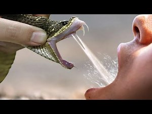 Why Can We Drink the Snake's Venom And Stay Alive?