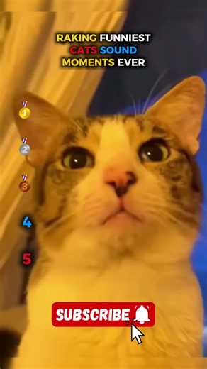 Ranking Funniest Cats Sound Moments Ever