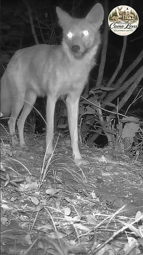 Injured Coyote Passes Close to the Camera 🐺 | Trail Camera Footage