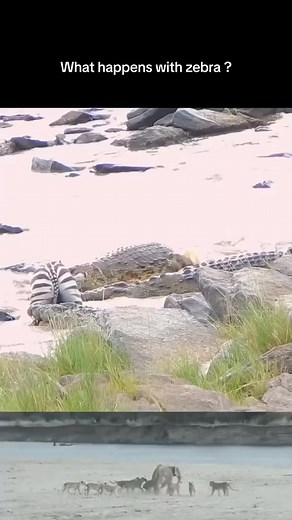 131K views · 1.3K reactions | #fb #facebook #fbreals #facebookreals #fbshorts #facebookshorts #followme #follow #me #ads #adsreel #reels #viral #viralreels #viralshorts #live #fyp #tbt #viralvideos #instagood #dance #dancing #dancereels #danceshorts #trend #trending #trendingreels #vlog #basketball | Wild King | Facebook