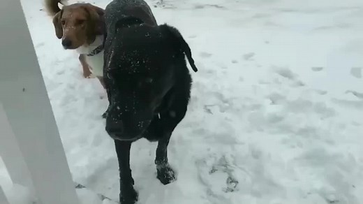 Adorable Dogs Enjoying Snowy Adventure Together