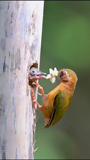 A rare bird species with a very narrow global distribution! The White-browed Piculet nests in dead bamboo stalks? Let's take a look at the wisdom of endangered species. #babybird #babybirdsnest #birdwatching #birdlife #birds Featured Artist: @wildsafarisaga👏👏👏 | The beauty of nature