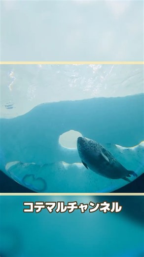 ストレスから癒される旅 #コテマルチャンネル #水族館 #旅行 #osaka