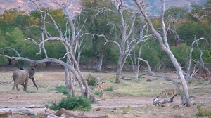 The African bush held its breath as guests on a game drive recently witnessed an extraordinary spectacle. A normally peaceful afternoon erupted into a dramatic power struggle when a breeding herd of elephants encountered a pride of lions. In a display of raw power and protective instinct, the matriarch-led herd charged towards the lions, trumpeting loudly. The lions, outnumbered and outmatched, quickly dispersed, their usual predatory swagger replaced by a hasty retreat. The elephants, teaching 