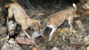 Rat wedged tight between old bricks… Thorn wasn’t having it. 🐀💥 The corner of this old barn was slowly falling apart — and the rats weren’t helping. One rat had wedged itself between the loose bricks lying on the floor. We only had to shift one brick to give Thorn enough room to slip his head in and pull the rat out. #farminglifestyle #fyp #pestcontrolservice #pestcontroller #pestcontroltips #pestcontrollife #pestcontrol #workingdogsofig #workingdogsuk #workingdogs #farminglife #farminguk #rat
