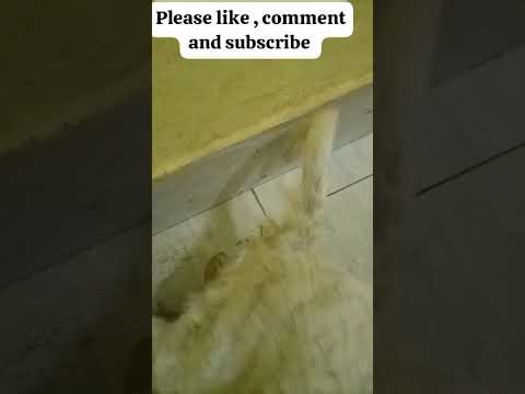 Part Two video of my Lihasa Apso pregnancy Labor