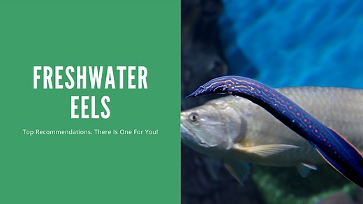 11 Types of Freshwater Eels: What They Actually Are (And What to Expect)