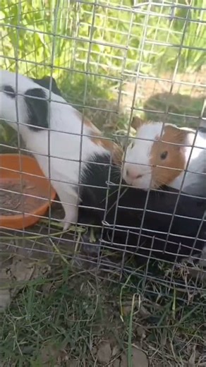 #memes #funny #rabbit #guineapighome #cute #pet #mybunny #cuteanimals