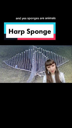 Exploring Harp Sponge: Marine Biology Insights