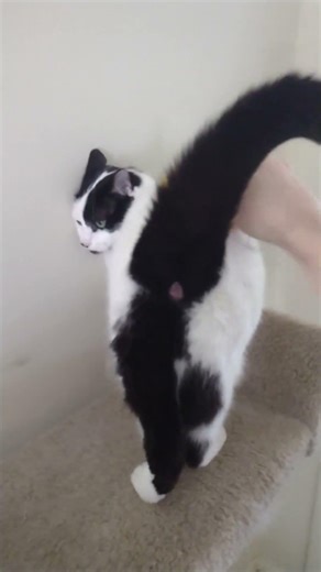 meet ghost, the sweetest cat ever #cats