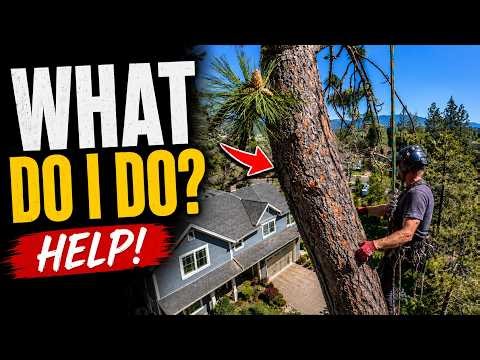 Neighbor's Tree About to CRUSH YOUR House?