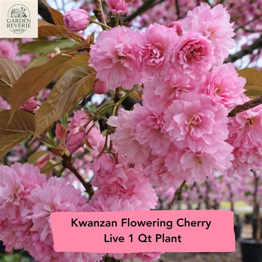 Kwanzan Flowering Cherry Tree Live Plant – Prunus Serrulata 1 QT - Etsy