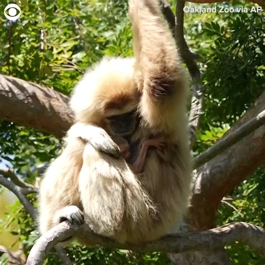 BABY ON BOARD! A newborn white-handed gibbon was seen clinging onto mom Mei at the Oakland Zoo recently. The zoo said the baby was born on May 28 and it's the first gibbon birth at the Oakland Zoo. | WCAX-TV