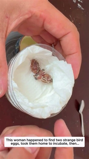 This woman happened to find two strange bird eggs, took them home to incubate, and then...