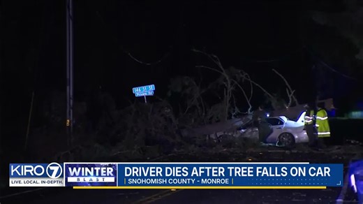 VIDEO: Driver dies after tree falls on car