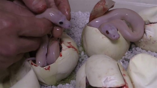 Ruby eyes can't be stopped! (Snake Eyes)