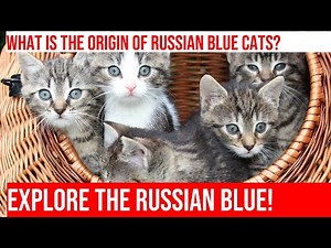 The Fascinating History of the Russian Blue Cat Breed