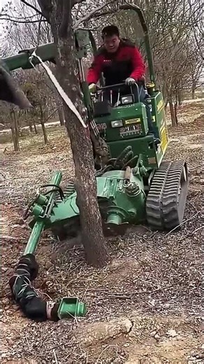 Root digging process for the ornamental tree using specialized machine