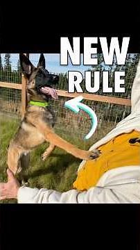 Stop Doing This When Your Dog Wants Attention