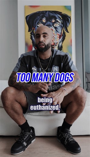 Backyard breeding is flooding shelters with dogs that never asked to be born. If you don’t have a real working purpose, don’t breed. If you really love dogs, rescue one and train it right. Let’s stop the cycle. Let’s take responsibility. Comment TRAIN and I’ll show you how to turn a shelter dog into your dream dog. Behavior Modification, Dog Training and Mentorship, Host of Canine Intervention on Netflix 📍 San Jose, Los Angeles, Miami, Brooklyn 📞 Contact: 4087707556 🌐 Website: calik9.com ▶️ Y